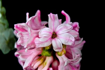 pink chrysanthemum flower