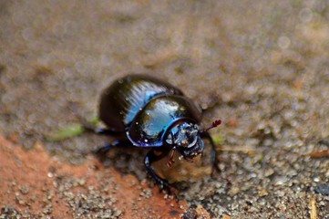black beetle