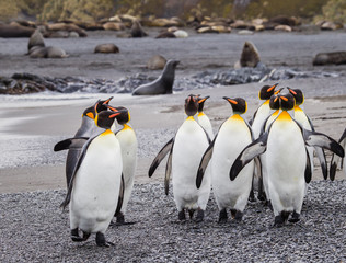 Flock of king penguins surrounded by fur seals.
