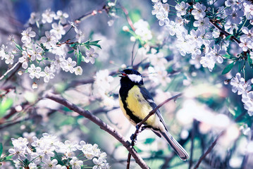 beautiful little bird tit sitting on a cherry branch in spring may garden surrounded by white flowers