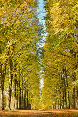 Allée d'arbres aux feuilles jaunies en automne