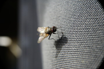 la mosca