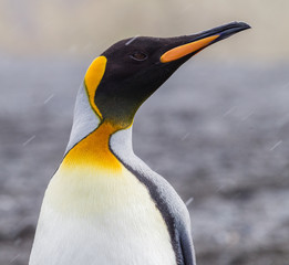 King Penguin in rain.