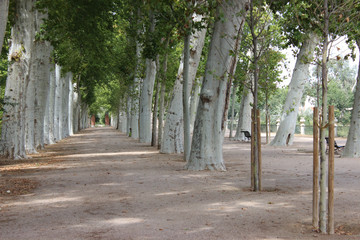 Tree perspective in Aranjuez gardens, Spain