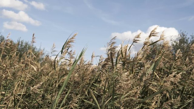 Details of phragmites swaying on the wind during sunny day