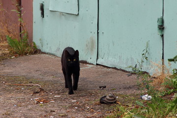 Black cat walks on a summer day in an abandoned garage on the background of the old iron gate