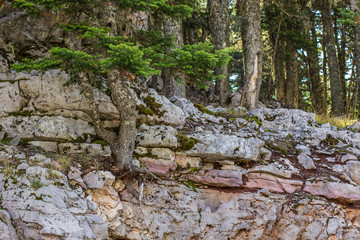 mountain forest local nature landscape highland district with pine trees on stone rocks