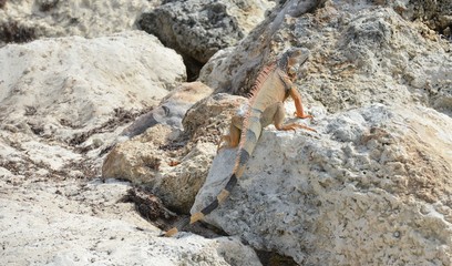 Iguana at the Florida Keys in winter time