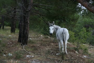 Obraz premium white donkey
