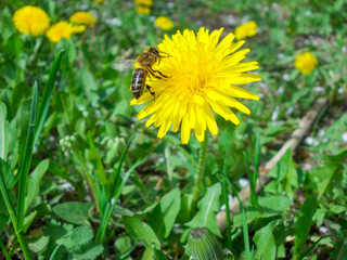 A close-up shot of a bee sitting at a  Dandelion flower