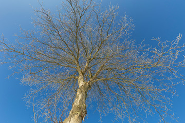 Winterbaum