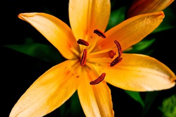 lily on black background