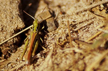 grasshopper