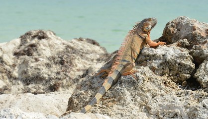 Iguana at the Florida Keys in winter time