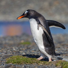 Gentoo penguin walking left.