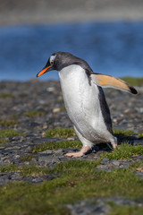 Walking gentoo penguin.