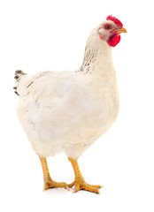White hen isolated.