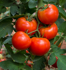 Red tomato determinate Hybrid F1 roma type