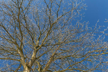 Winterbaum