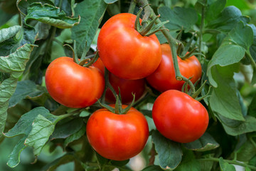 Red tomato vine growing in a plastic tunnel