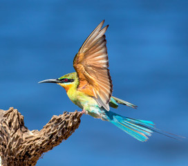 Landing blue-tailed bee eater