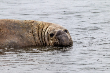 Fototapeta premium Elephant seal in the waters of Ocean Bay in South Georgia