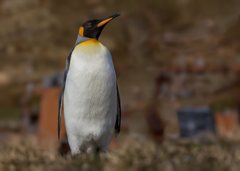 Single king penguin with profile to the right.
