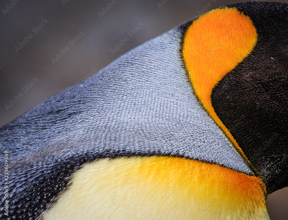 Wall mural close up of the colorful breeding feathers of a king penguin on falkland islands..