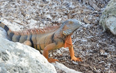 Iguana at the Florida Keys in winter time