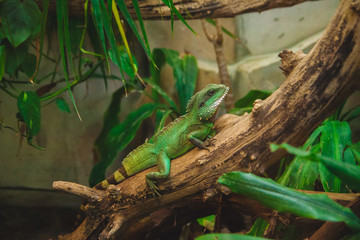 lizard on tree