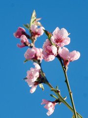 Pink Rosa Bl&uuml;te vor wolkenlosem Himmel