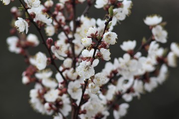 Cherry tree in bloom