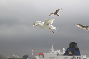 Fototapeta na wymiar a white flying seagull in the air above the sea in the port