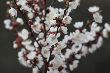 Cherry tree in bloom