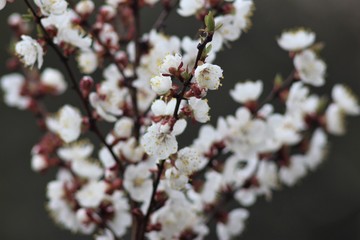 Obraz premium Cherry tree in bloom