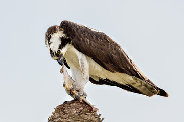 Osprey