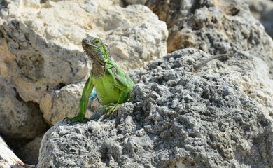 Iguana at the Florida Keys in winter time
