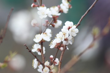 Cherry tree in bloom