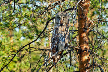 Great grey owl