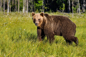 Obraz na płótnie Canvas Brown bear