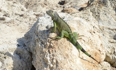 Iguana at the Florida Keys in winter time