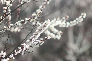 Cherry tree in bloom