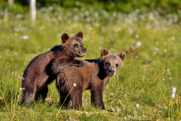 Brown bear cubs © hakoar