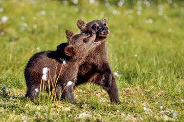 Brown bear cubs