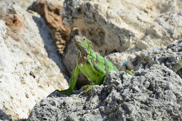Iguana at the Florida Keys in winter time