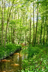 Fototapeta na wymiar Forest Stream