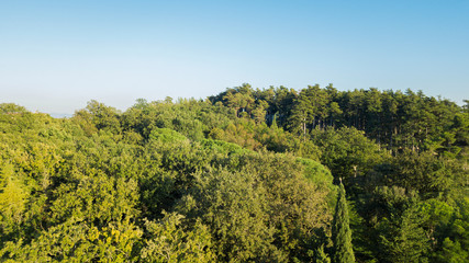 Aerial view of a dense green forest with many trees and a clear blue sky background.