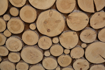 Fototapeta premium Textured surface of natural wood for decoration, design and improvement