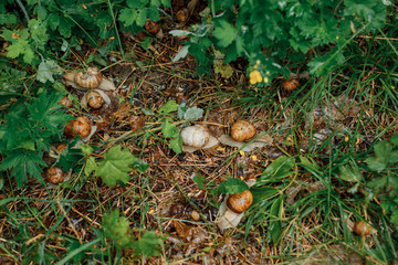 Snails on the green grass