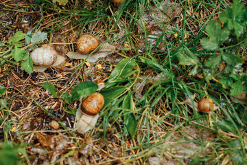 Snails on the green grass